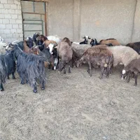 میش افشاری
