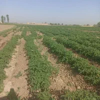 زدن کولتوات دستی