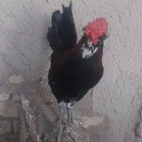 خروس گلین