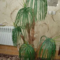 گلدان درخت