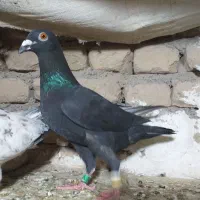 کفتر سار