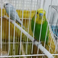 یک جفت مرغ عشق با جوجه هایش و تمام وسایل