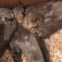 جوجه عروس هلندی