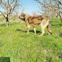 پژدر|سگ|ارومیه, |دیوار