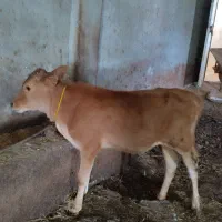 گوساله ماده