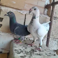 کبوتر