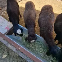 بره نر سالم سرک دار