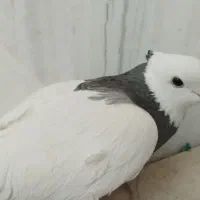 کبوتر