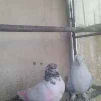 ۲‌عدد‌گفتر