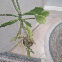 گل کاکتوس