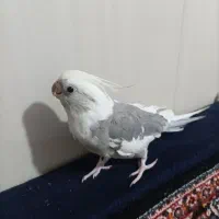 عروس هلندی نر و ماده سالم