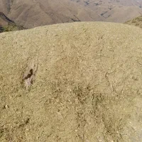 علف|لوازم جانبی حیوانات|سنندج, |دیوار