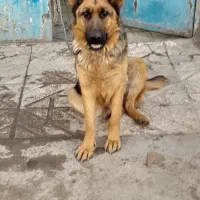 حیون سگ ژرمن