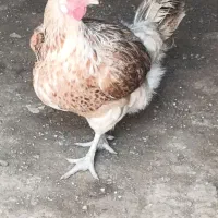 مرغ و خروس محلی