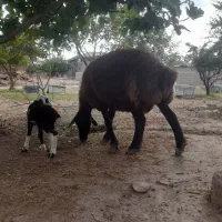 گوسفند بره دار ترکمنی