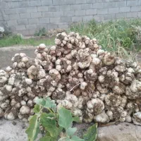 زمین-کشاورزی-2هکتار-با-پروانه-چاه