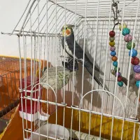 عروس هلندی نر