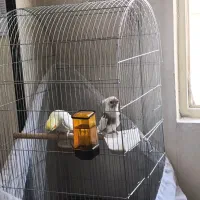 عروس هلندی جفت