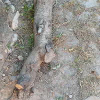 درخت چوپ گیلاس فروشی