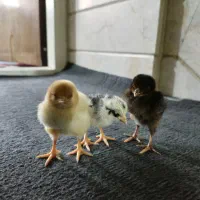 خروس ومرغ و جوجه لاری (توضیحات بخون)