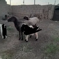 میش  تخمی