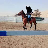 اسب دره شور