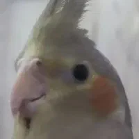 عروس هلندی گم شده