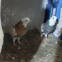 طوقی هفترنگ معاوضه با طوقی ماده
