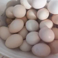 تخم مرغ محلی