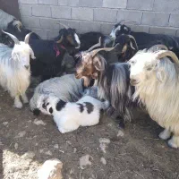 شصت بز ۶۰ کهره بختیاری .در ایذه خوزستان