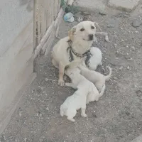 سگ پا کوتاه نر و ماده
