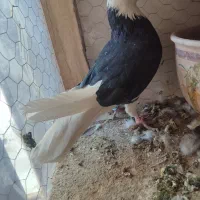 نر شازده قاب قاب به ضمانت