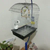 عروس هلندی ماده