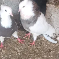 جفت طوقی وصرب سرکه ای