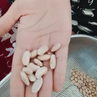 خشکبار