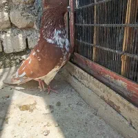 ماده گرگی آس
