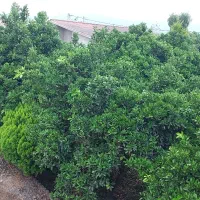 رهن واجاره سالانه ویلا دربست دوخوابه