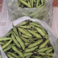 باقالی محلی تازه چین آبکنار
