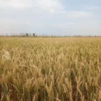 فروش۱۰۰۰ مترزمین کشاورزی در ورودی شهر جاده آق قلا