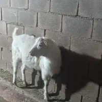 نر بز سانن اصل