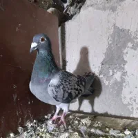 کبوتر پرشی دوبر ۹تا