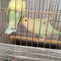 دوتا جوجه برزیلی