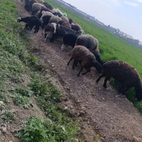 گوسفند زنده