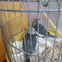 جوجه سرلاکی عروس هلندی