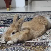 خرگوش خانگی نر - روبی (به همراه وسایل)
