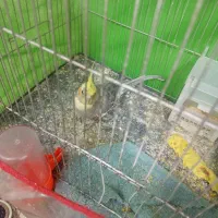 عروس هلندی