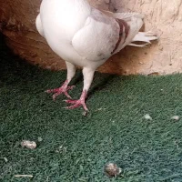 کفتر|پرنده|گناباد, |دیوار