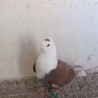 کبوتر کربلایی