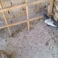 پرودمبی