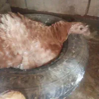 بقلمون کرچ